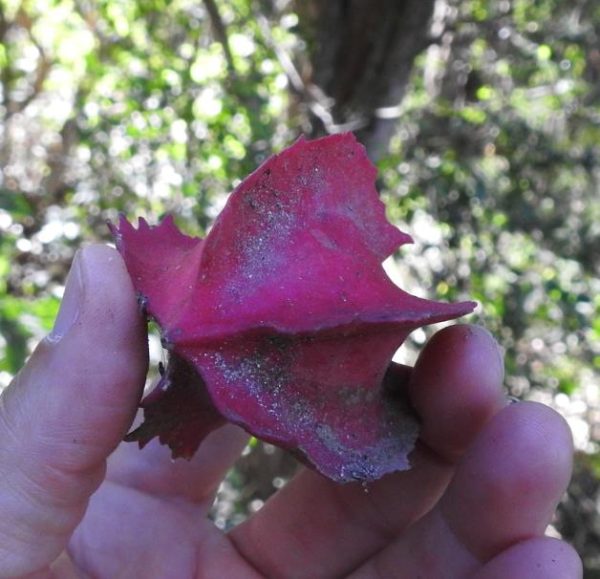 Jarilla chocola Jarilla Chocolate, Mamão Chocolate, Jarilla TH Jardins