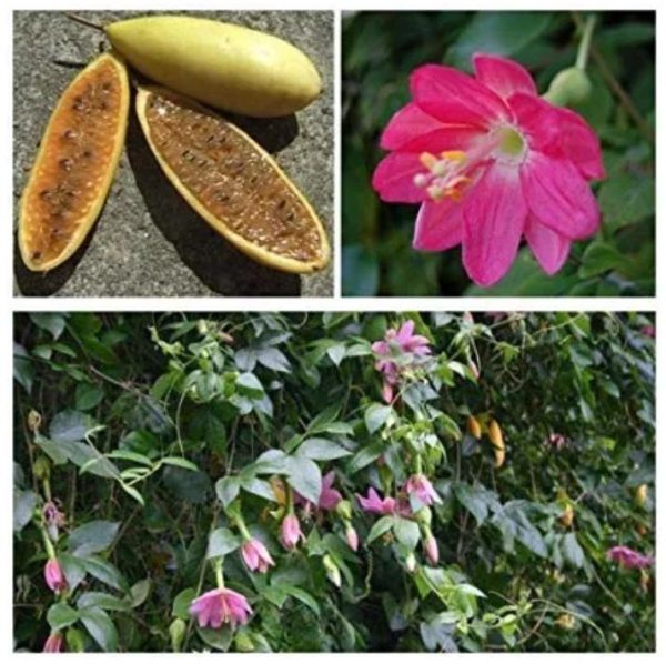Passiflora mollissima (Passiflora tarminiana) - Maracujá Banana - Image 4
