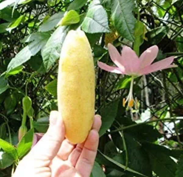 Passiflora mollissima (Passiflora tarminiana) - Maracujá Banana - Image 5