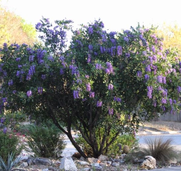 Sophora secundifloa -  Mescalbean, Louro da montanha do Texas, Feijão Mescal, Flor Glicínia do Texas - Image 7
