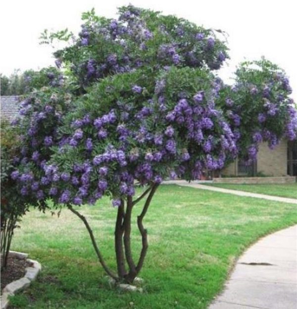 Sophora secundifloa -  Mescalbean, Louro da montanha do Texas, Feijão Mescal, Flor Glicínia do Texas - Image 8