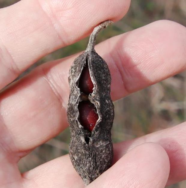 File:abelha-cachorro - Trigona spinipes - em flor de açoita-cavalo-graúdo  Luehea grandiflora Mart. & Zucc. (Malvaceae) 03.jpg - Wikimedia Commons