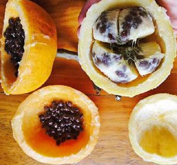 Vasconcellea palandensis (Carica palandensis) - Mamão Papaya de Palanda, Papaillo, Palanda Papaya - Image 2