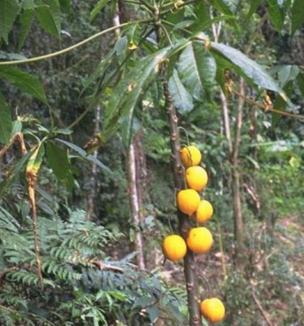 Vasconcellea palandensis (Carica palandensis) - Mamão Papaya de Palanda, Papaillo, Palanda Papaya - Image 3