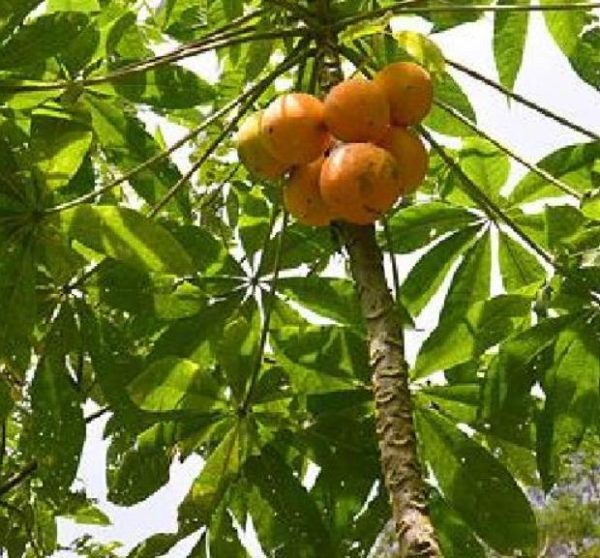 Vasconcellea palandensis (Carica palandensis) - Mamão Papaya de Palanda, Papaillo, Palanda Papaya - Image 4