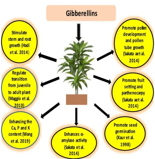 Ácido Giberélico - Giberelina - GA3 (+90%) - GA3 - Ácido Giberélico - Hormônio Vegetal - Image 4