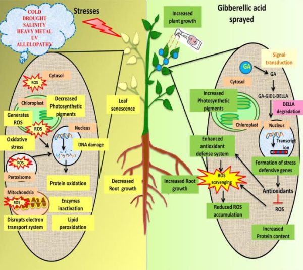 Ácido Giberélico - Giberelina - GA3 (+90%) - GA3 - Ácido Giberélico - Hormônio Vegetal - Image 5