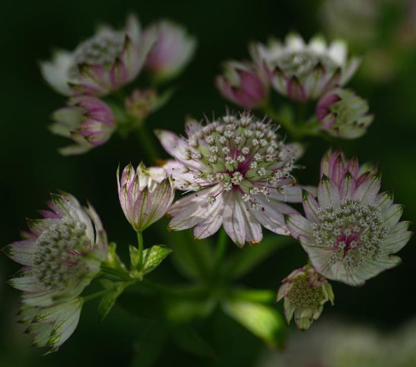 Astrantia maxima (Astrantia heterophylla, Astrantia speciosa) - Estrela Maior, Grande Obra-Prima, Masterwort - Image 9