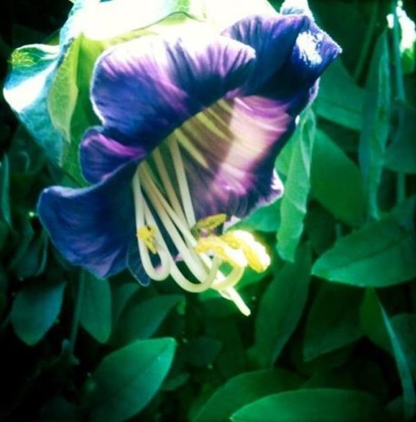 Cobaea scandens 'Alba' e 'Blue Purple' - Trepadeira Sinos Da Catedral, Estefânia, Sinos do Monastério, Sinos de Convento - Image 4
