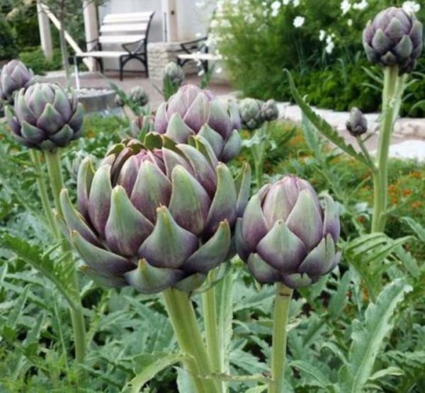 Cynara cardunculus ssp. Scolymus 'Gros Vert de Laon' - Alcachofra Vert de Laon, Alcachofra de Provença - Image 4