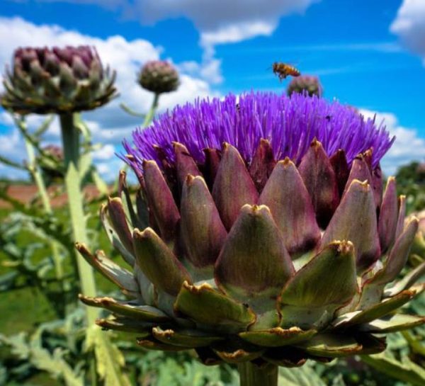 Cynara cardunculus ssp. Scolymus 'Gros Vert de Laon' - Alcachofra Vert de Laon, Alcachofra de Provença - Image 8