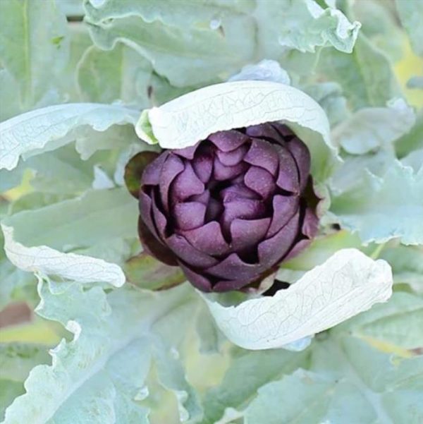 Cynara cardunculus ssp. Scolymus 'Violetta di Chioggia' (Heirloom) - Alcachofra Violeta Italiana, Alcachofra Sem Espinho, Alcachofra de Vêneto