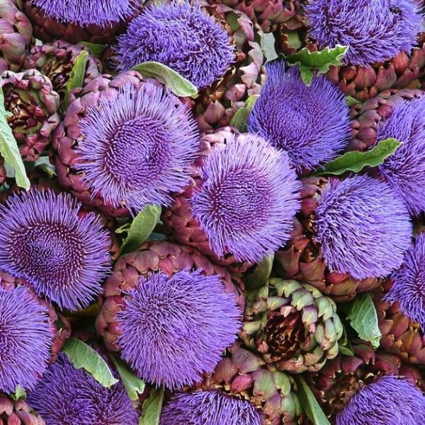 Cynara cardunculus ssp. Scolymus 'Violetta di Chioggia' (Heirloom) - Alcachofra Violeta Italiana, Alcachofra Sem Espinho, Alcachofra de Vêneto - Image 2
