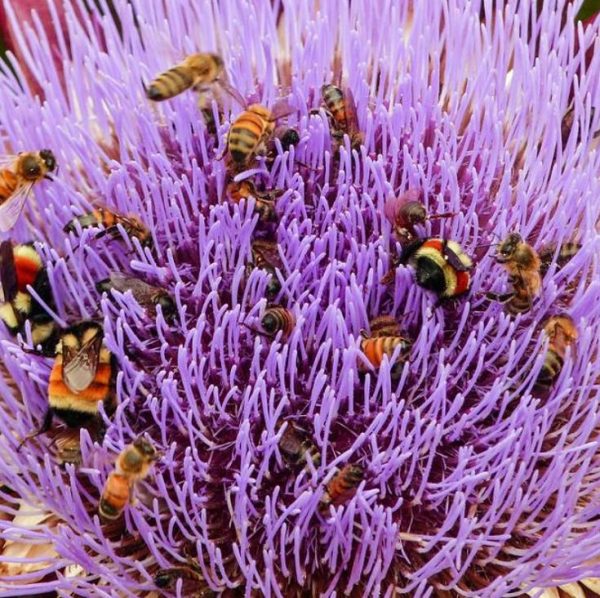 Cynara cardunculus ssp. Scolymus 'Violetta di Chioggia' (Heirloom) - Alcachofra Violeta Italiana, Alcachofra Sem Espinho, Alcachofra de Vêneto - Image 3