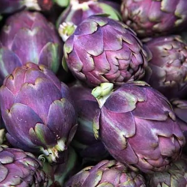 Cynara cardunculus ssp. Scolymus 'Violetta di Chioggia' (Heirloom) - Alcachofra Violeta Italiana, Alcachofra Sem Espinho, Alcachofra de Vêneto - Image 4