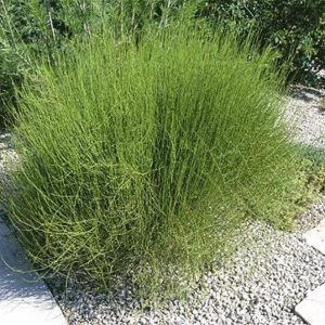 Ephedra viridis - Chá Mórmon Verde, Chá Brigham, Ephedra Verde, Mountain Jointfir