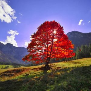 Acer rubrum - Bordo Vermelho, Maple Vermelho