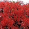 Brachychiton acerifolius - Árvore em Chamas, Árvore do Fogo, Kurrajong, Illawarra Flame Tree