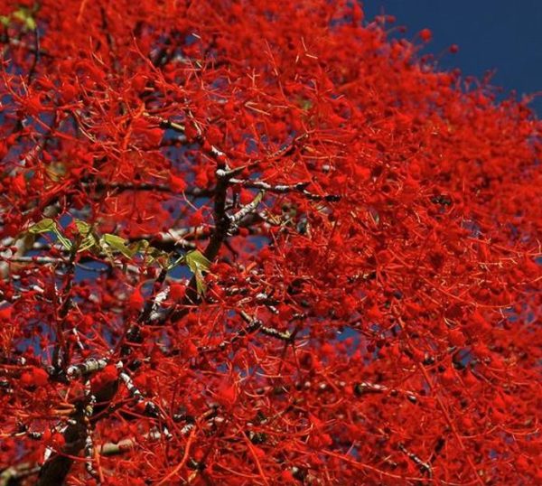 Brachychiton acerifolius - Árvore em Chamas, Árvore do Fogo, Kurrajong, Illawarra Flame Tree - Image 5