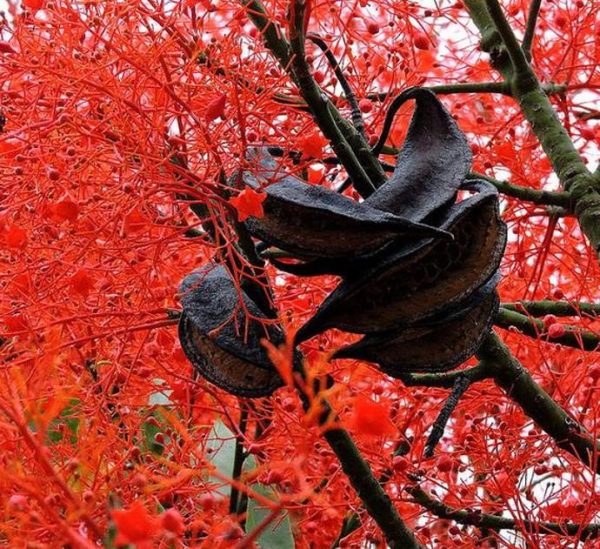 Brachychiton acerifolius - Árvore em Chamas, Árvore do Fogo, Kurrajong, Illawarra Flame Tree - Image 6