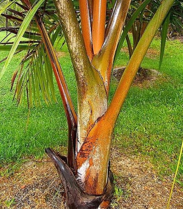 Dypsis sp 'Bejoufa' - Palmeira Dypsis sp. Bejoufa - Image 4