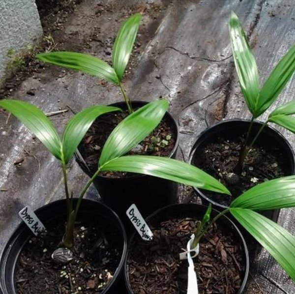 Dypsis sp 'Bejoufa' - Palmeira Dypsis sp. Bejoufa - Image 8