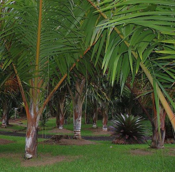 Dypsis sp 'Bejoufa' - Palmeira Dypsis sp. Bejoufa - Image 9