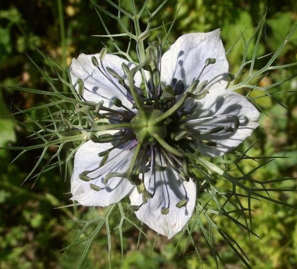 Nigella sativa (Certificação Orgânica) - Cominho Preto Verdadeiro, Cominho Negro, Black Cumin, Cominho Tempero, Alcaravia - Image 2