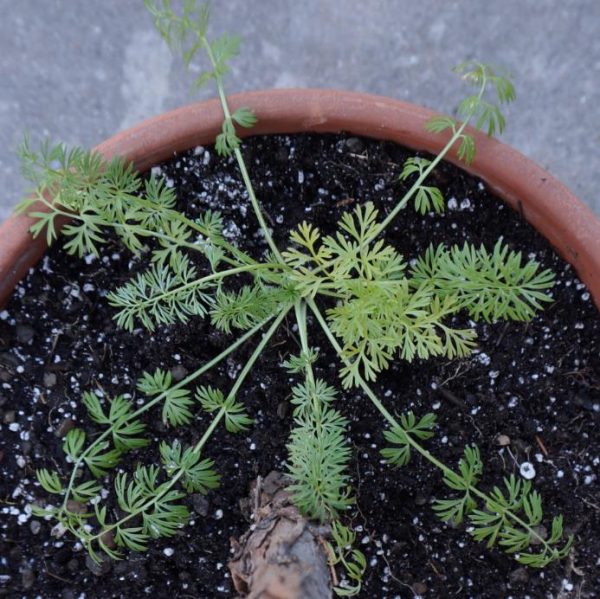 Nigella sativa (Certificação Orgânica) - Cominho Preto Verdadeiro, Cominho Negro, Black Cumin, Cominho Tempero, Alcaravia - Image 4