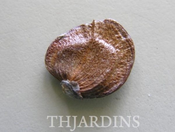 Nyctanthes arbor-Tristis - Jasmim da Noite, Árvore da Tristeza, Parijat - Image 9