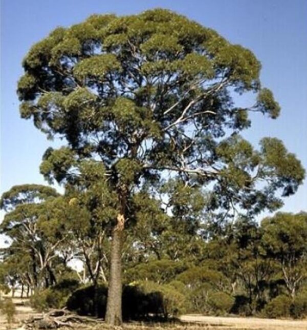 Eucalyptus kondininensis - Eucalipto Kondinin, Kondinin Blackbutt, Black Yate, Stocking Gum