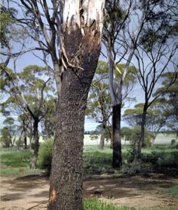 Eucalyptus kondininensis - Eucalipto Kondinin, Kondinin Blackbutt, Black Yate, Stocking Gum - Image 2
