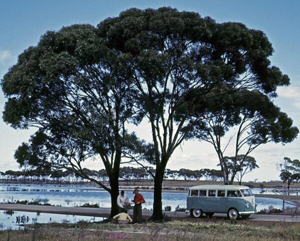 Eucalyptus kondininensis - Eucalipto Kondinin, Kondinin Blackbutt, Black Yate, Stocking Gum - Image 3