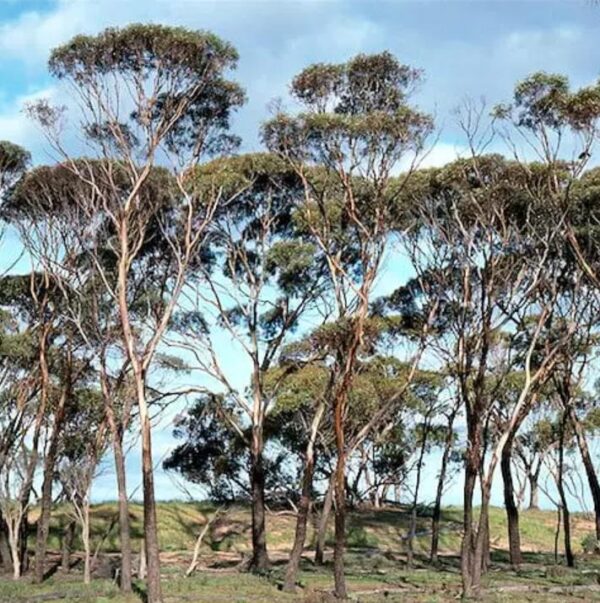 Eucalyptus kondininensis - Eucalipto Kondinin, Kondinin Blackbutt, Black Yate, Stocking Gum - Image 4