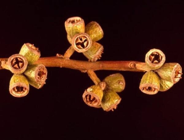 Eucalyptus kondininensis - Eucalipto Kondinin, Kondinin Blackbutt, Black Yate, Stocking Gum - Image 6