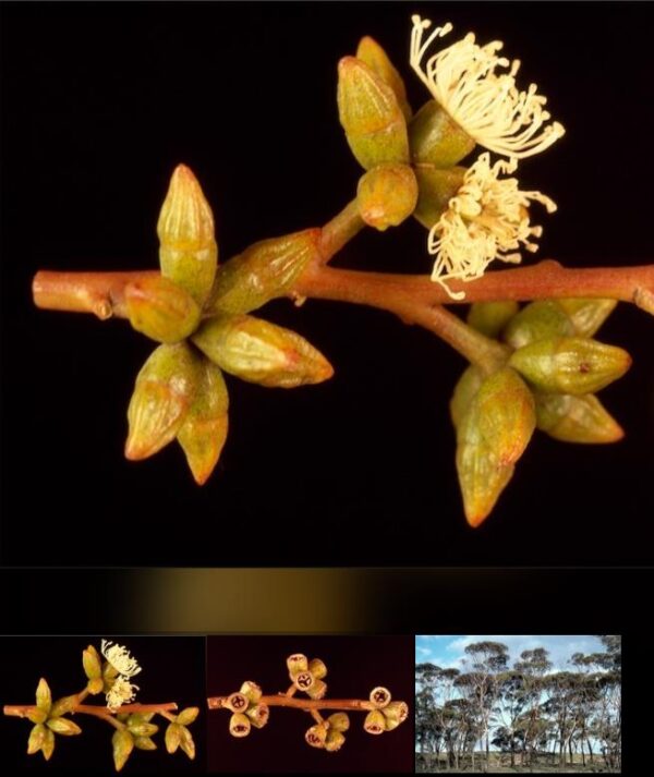 Eucalyptus kondininensis - Eucalipto Kondinin, Kondinin Blackbutt, Black Yate, Stocking Gum - Image 7