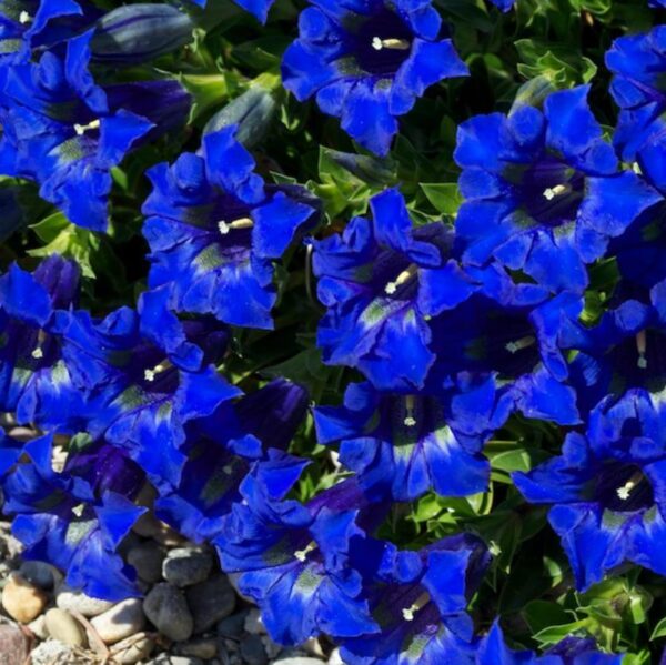 Gentiana acaulis - Genciana Flor Sino Azul, Genciana de Flor Grande, Genciana Trombeta