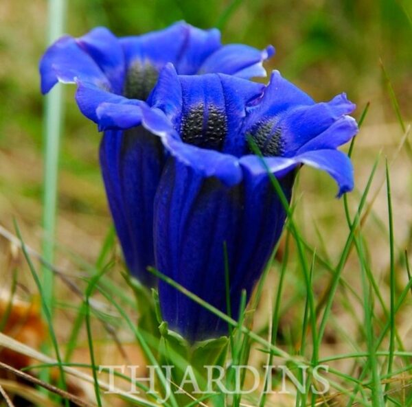 Gentiana acaulis - Genciana Flor Sino Azul, Genciana de Flor Grande, Genciana Trombeta - Image 2