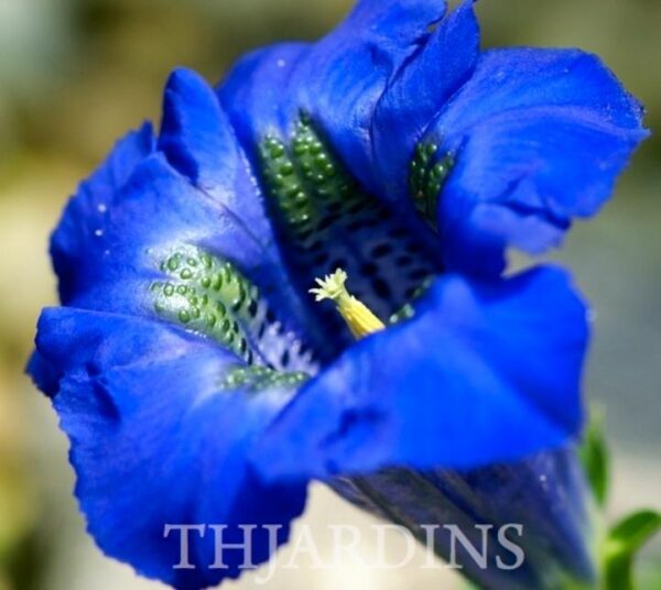 Gentiana acaulis - Genciana Flor Sino Azul, Genciana de Flor Grande, Genciana Trombeta - Image 3
