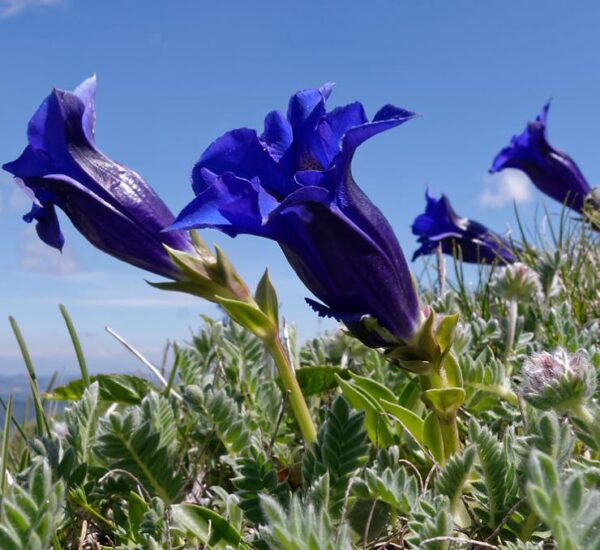 Gentiana acaulis - Genciana Flor Sino Azul, Genciana de Flor Grande, Genciana Trombeta - Image 4