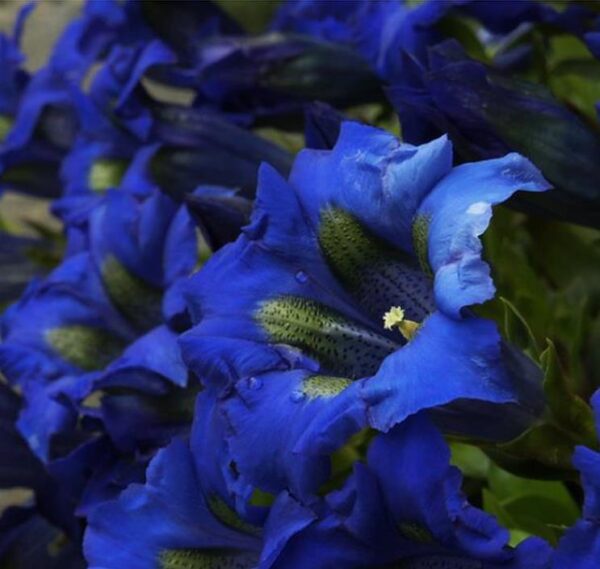 Gentiana acaulis - Genciana Flor Sino Azul, Genciana de Flor Grande, Genciana Trombeta - Image 6