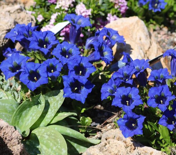 Gentiana acaulis - Genciana Flor Sino Azul, Genciana de Flor Grande, Genciana Trombeta - Image 7