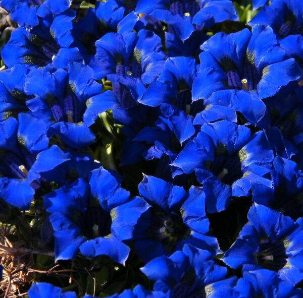 Gentiana acaulis - Genciana Flor Sino Azul, Genciana de Flor Grande, Genciana Trombeta - Image 11