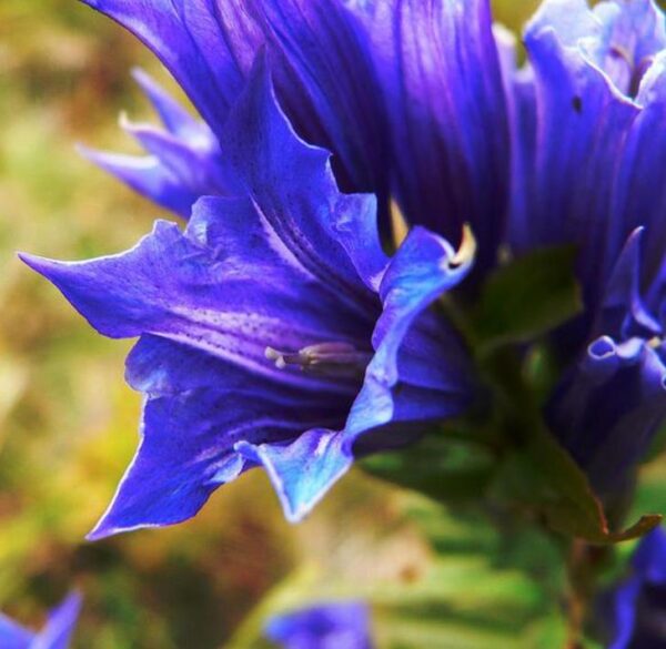 Gentiana asclepiadea - Genciana Salgueiro, Genciana de Serralha, Willow Gentian - Image 2