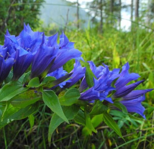 Gentiana asclepiadea - Genciana Salgueiro, Genciana de Serralha, Willow Gentian - Image 3