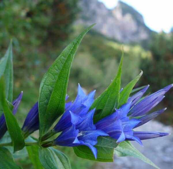 Gentiana asclepiadea - Genciana Salgueiro, Genciana de Serralha, Willow Gentian - Image 4