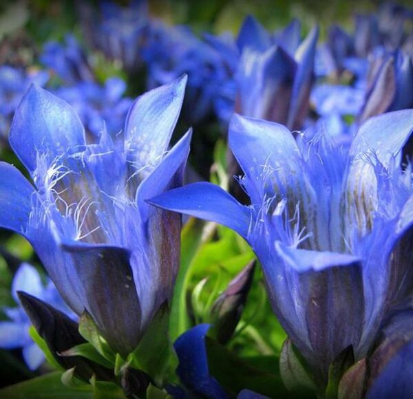 Gentiana asclepiadea - Genciana Salgueiro, Genciana de Serralha, Willow Gentian - Image 5