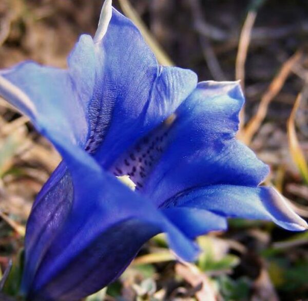 Gentiana asclepiadea - Genciana Salgueiro, Genciana de Serralha, Willow Gentian - Image 6