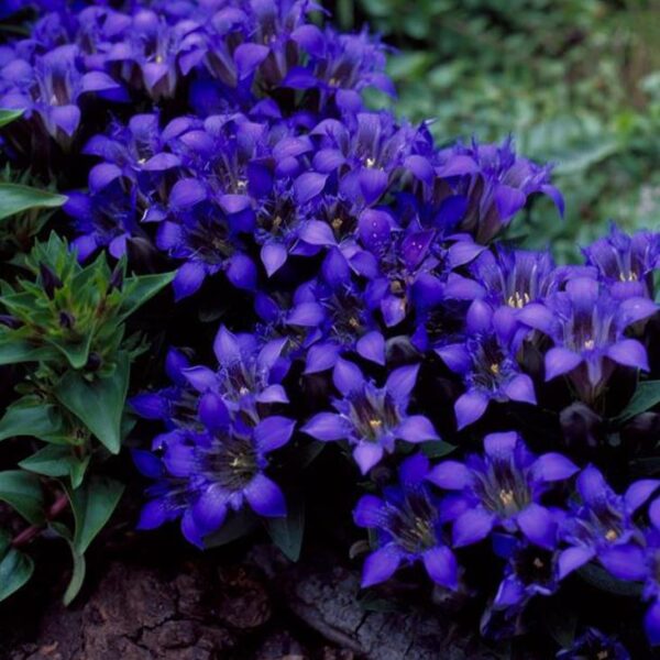 Gentiana septemfida var. lagodechiana - Genciana de Verão, Genciana com Crista, Summer Gentian, Crested Gentian