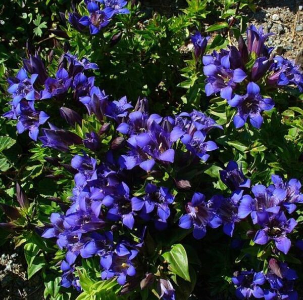 Gentiana septemfida var. lagodechiana - Genciana de Verão, Genciana com Crista, Summer Gentian, Crested Gentian - Image 2